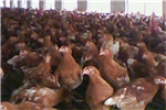 如何解決青年雞采食量大問(wèn)題？