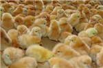 淺述關(guān)于雞苗在飼料上具有的配制方法？